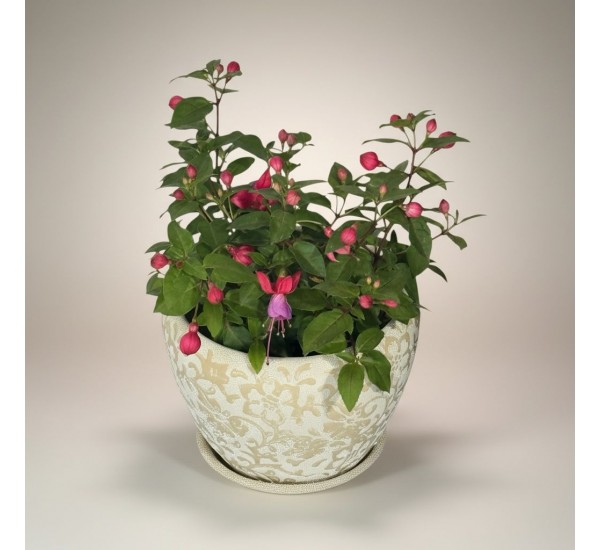 Özel Saksılı Küpe Çiçeği